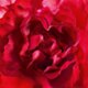 GUERLAIN Mon Guerlain Bloom Of Rose