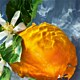 GUERLAIN Aqua Allegoria Orange Soleia